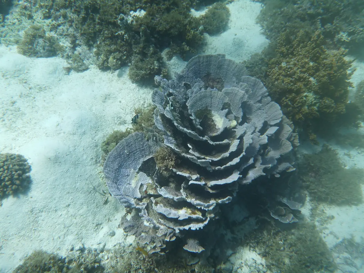 Hard coral on the Ningaloo Reef