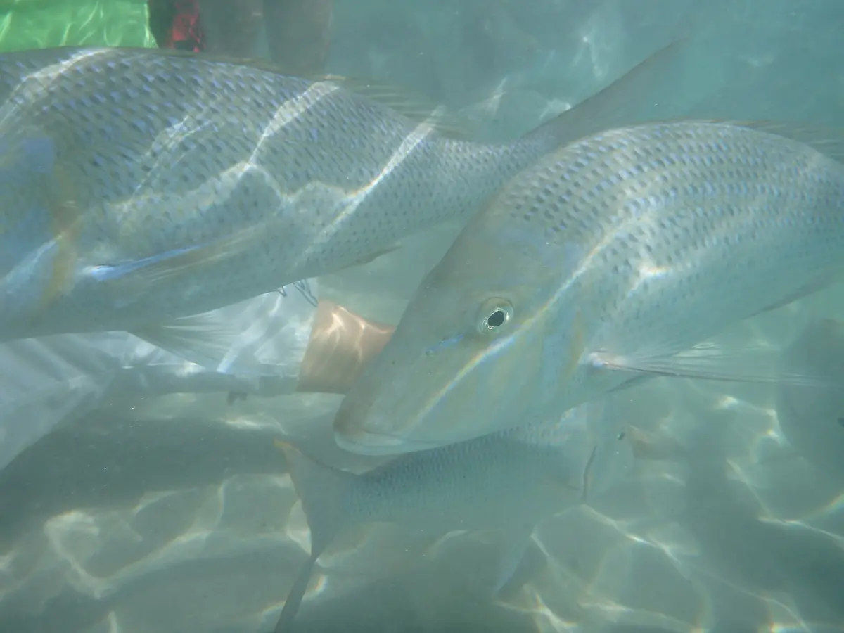 Fish in the clear shallow water at Coral Bay