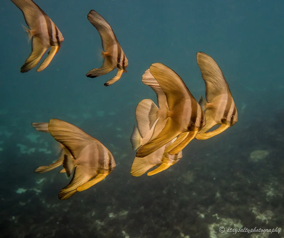 Longfin batfish over the reef at Coral Bay