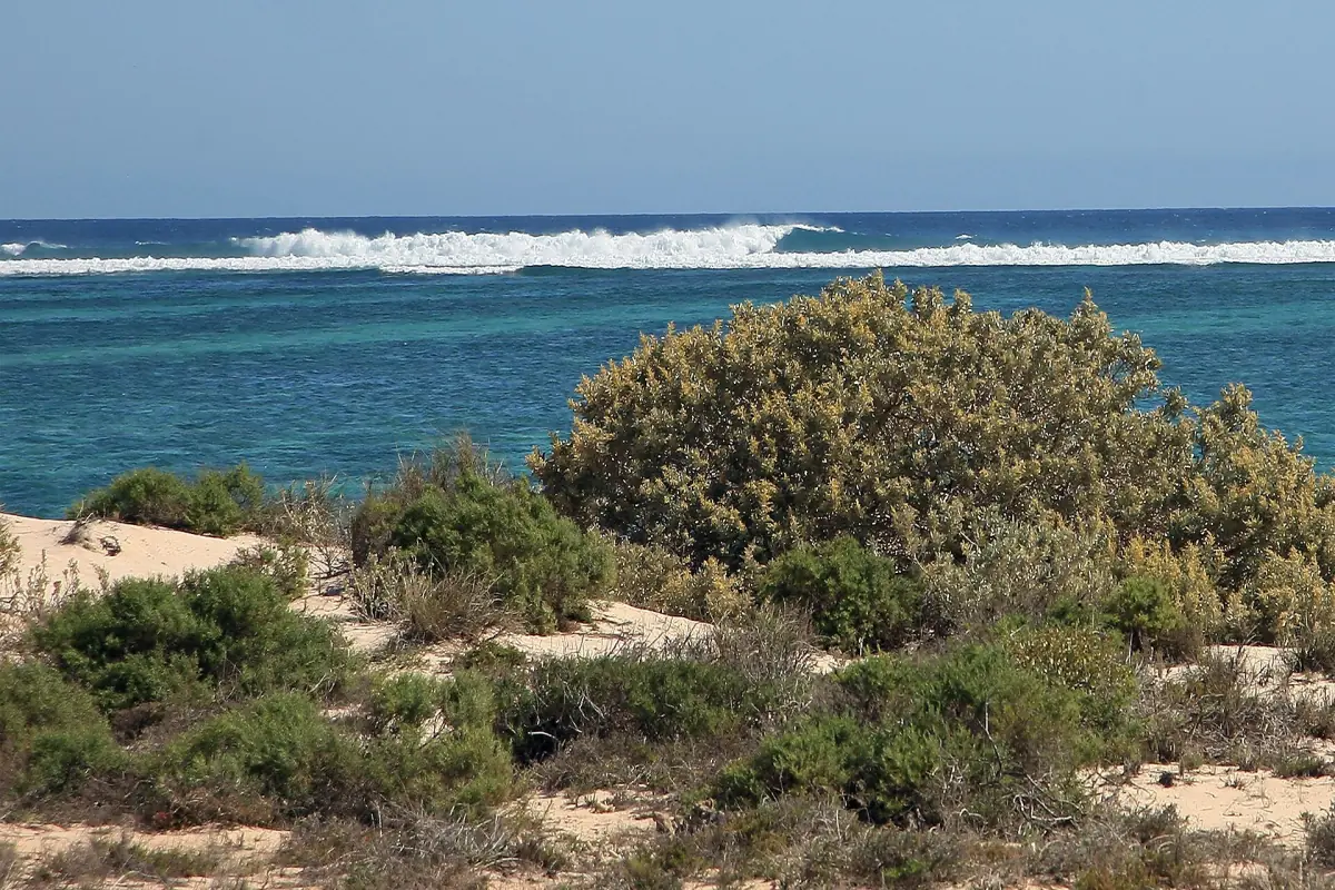 Coastal scrub and the reef line of the Ningaloo coast