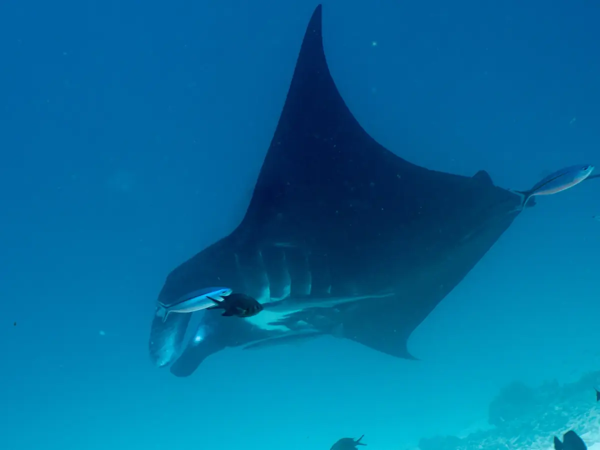 A reef manta ray in open blue water