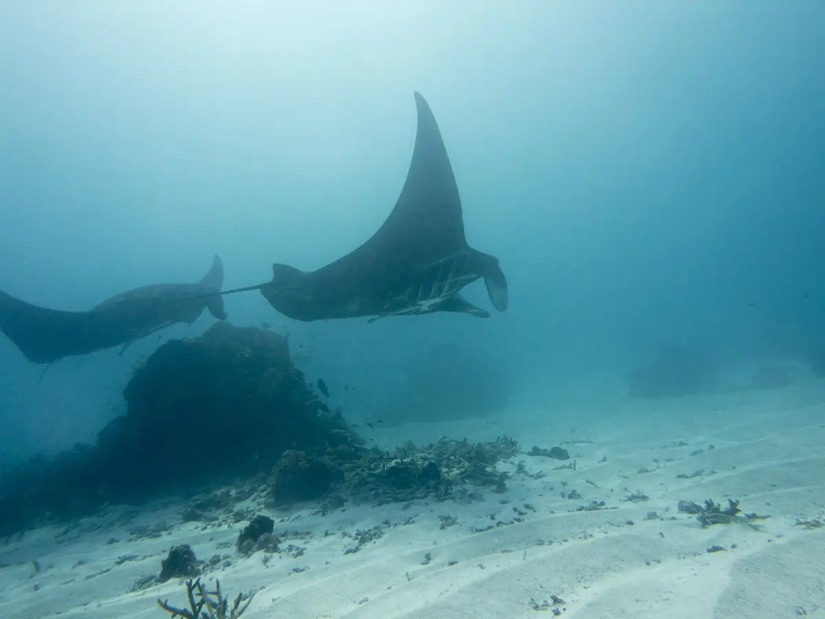 A reef manta ray gliding over sand and coral