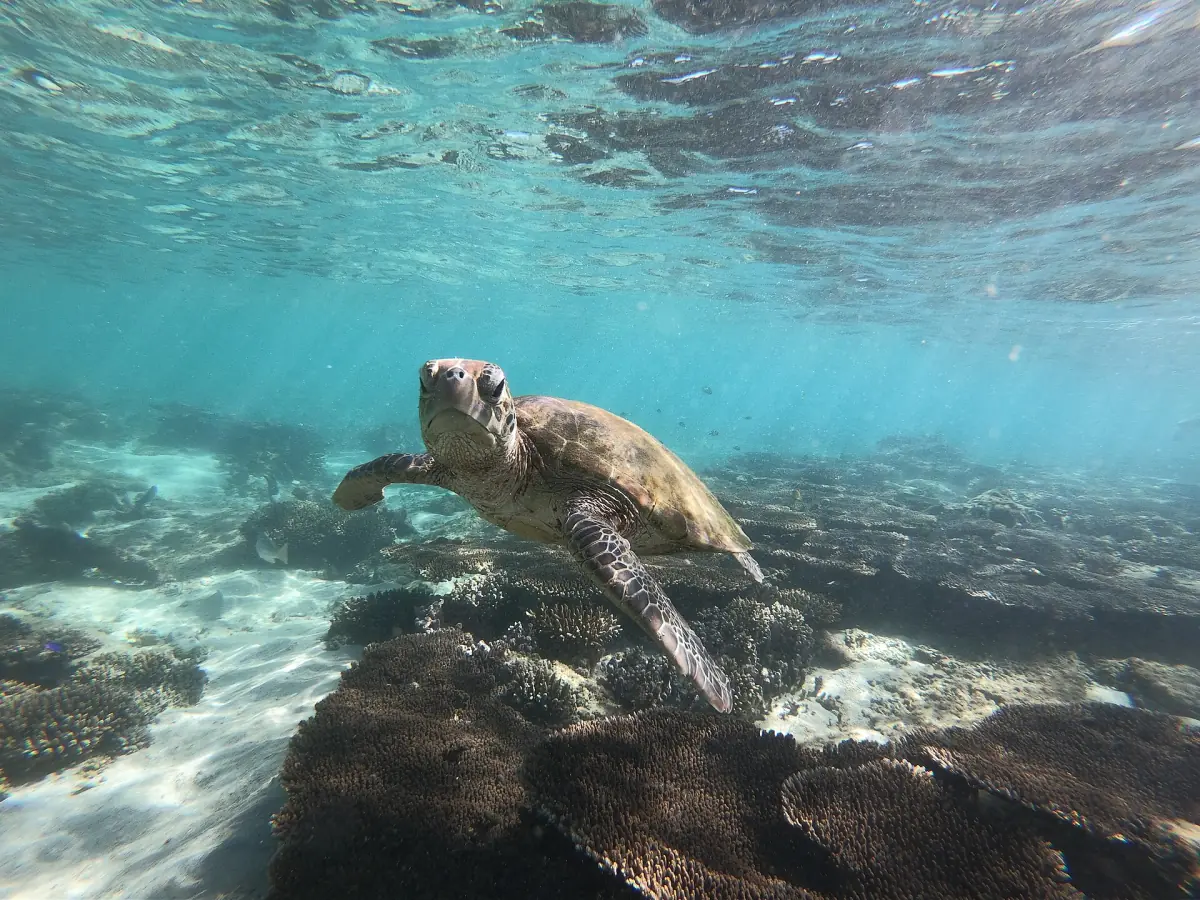 A sea turtle swimming over the Ningaloo Reef near Coral Bay
