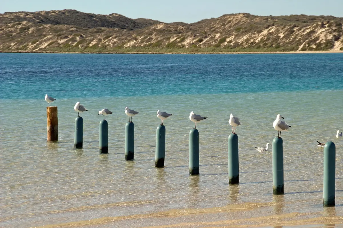 Seagulls resting on posts in the shallow bay