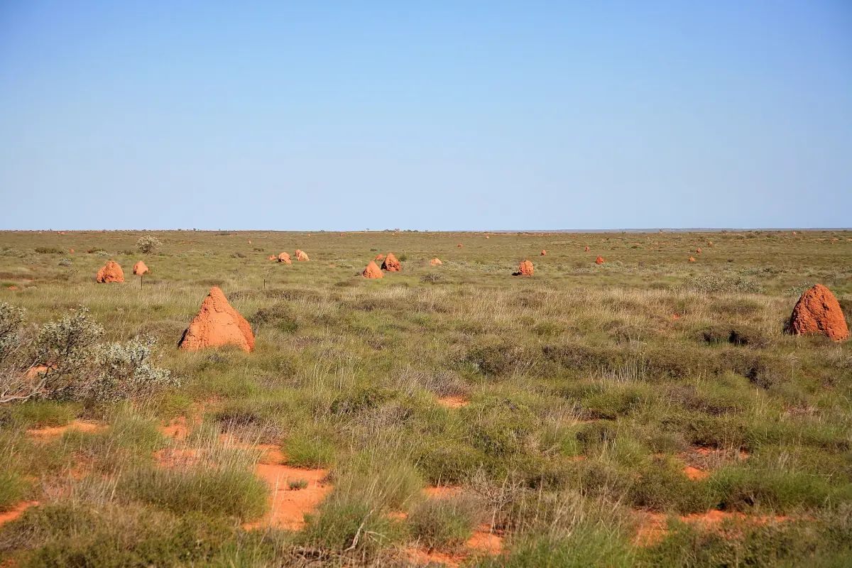 Termite mounds on the plains of the North West Cape