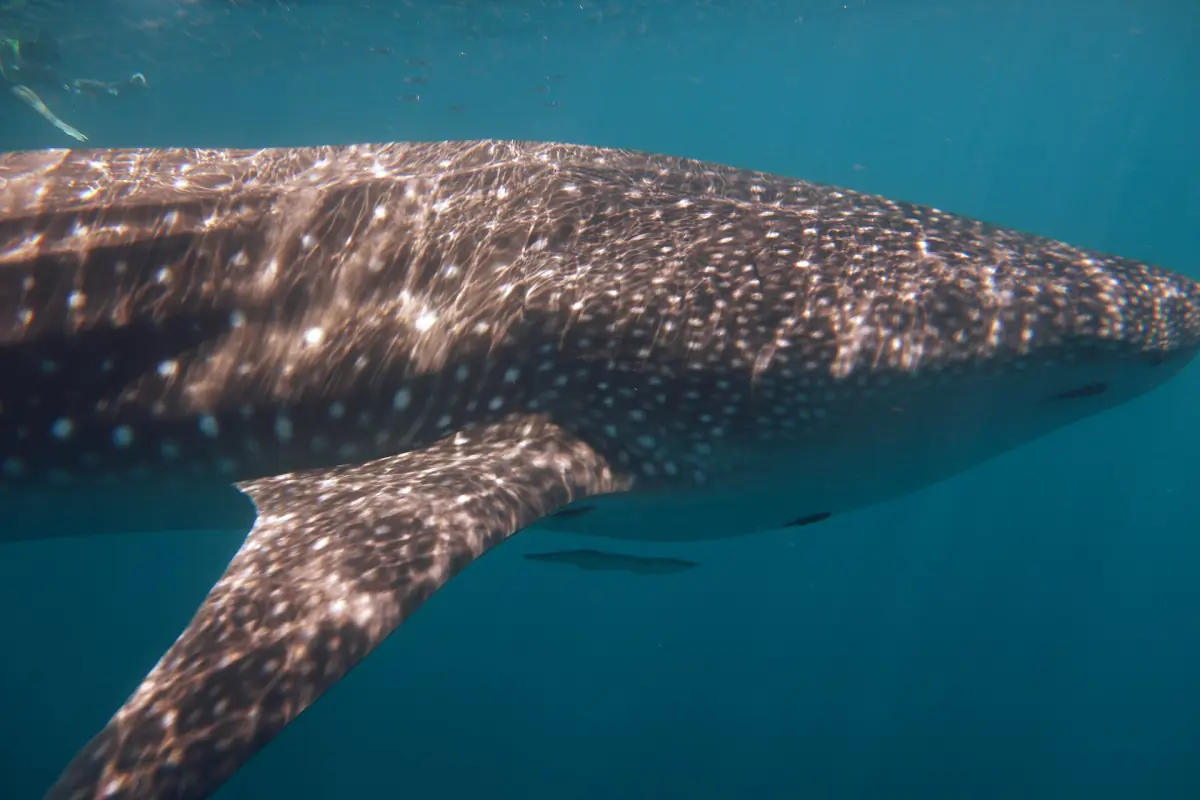 Close view of a whale shark's spotted body at Ningaloo