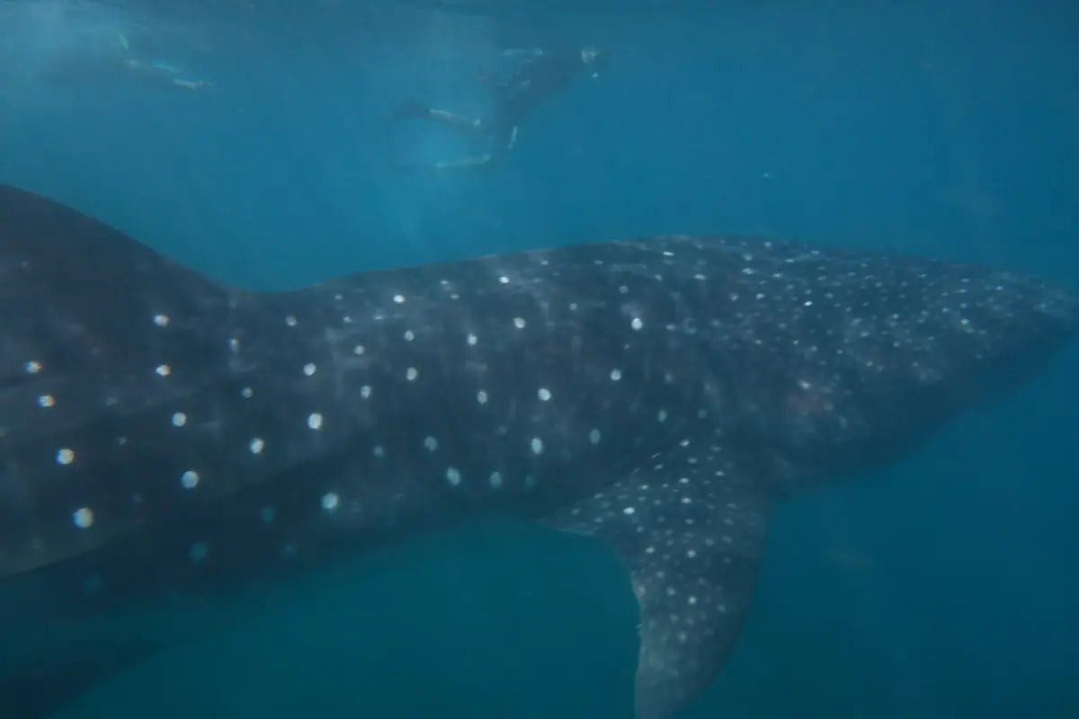 A whale shark swimming at the Ningaloo Reef