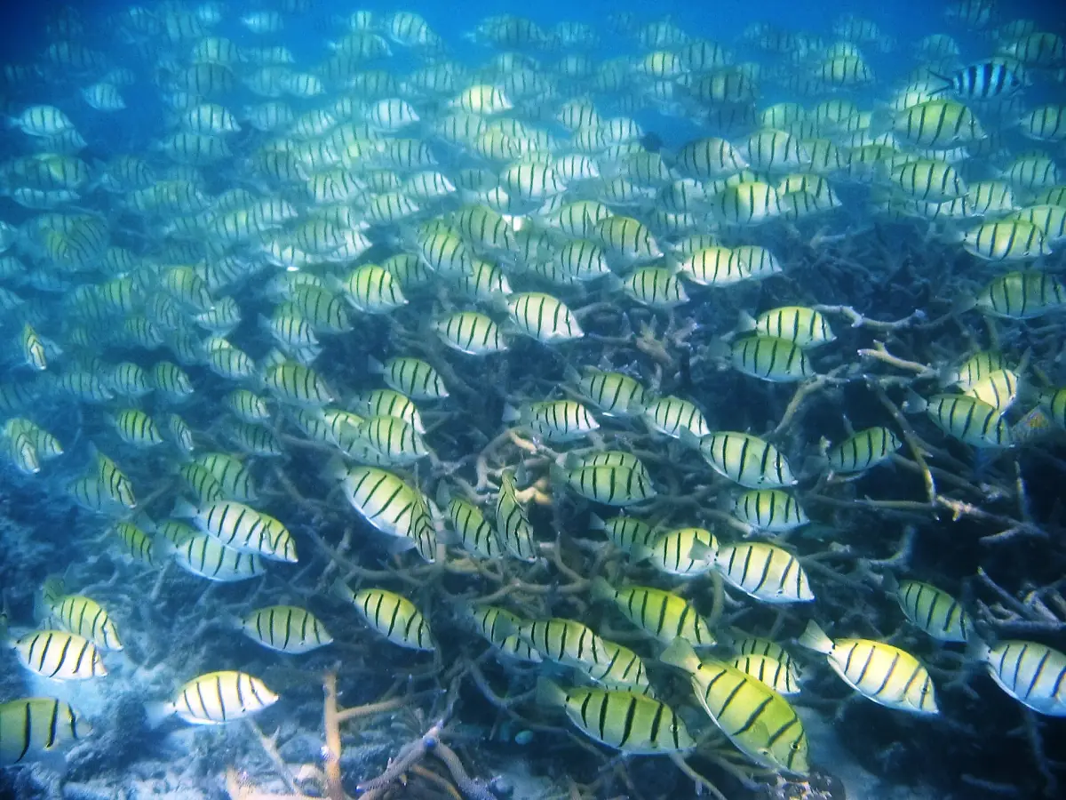 A school of yellow fish on the Ningaloo Reef